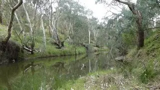 Still river, creek: Background video for green screen (free)