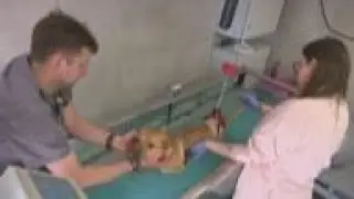 Polish vets help treat pets of Ukraine refugees