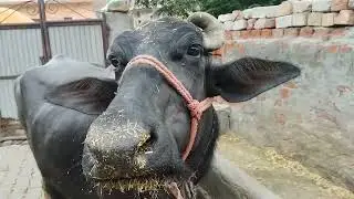 Plate ka najara new Vlog 😍😍😍@# viral video funny video village life daily vlog #@Ashishoffical657