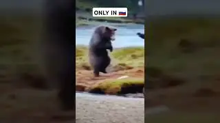 Приколы про русских | Russian bear beats a man #memes #phonk