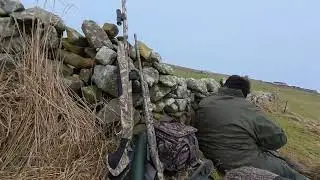 Greylag goose shooting First time with the 10 bore