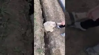 Giovanni Giorgio Meme | Funny Sheep | Funny Animal