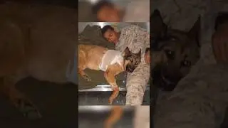 Lucca The War Hero Dog