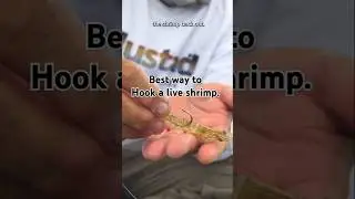 The best way to hook a live shrimp when you're fish in the flats.