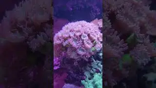 Flower Colar ( a large polyp stony (LPS) Coral within the Scleractinia order)