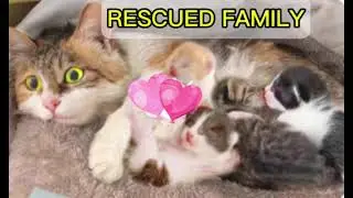 How Could Anyone Abandon These Tiny Kittens 💔🐾@Animallife089 
