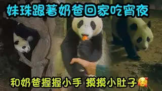 妹珠跟著奶爸回家吃宵夜，和奶爸握握手，奶爸摸摸妹珠小肚子#panda  #熊貓妹豬 #熊貓妹珠