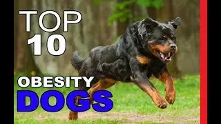 Top 10 Dog Breeds Most Prone to Obesity Part 2