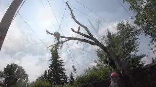 Tree removals (Mayday & Manitoba maple) - working around power lines!
