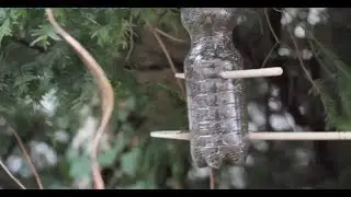 Er nahm einen Teppichschneider und machte ein Kreuz in eine Flasche. Der Grund? V&ouml;gel.