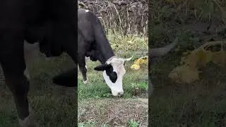 #inek #hayday #hayvancılık #shorts #trending #trendingshorts #buzasmr #dana #youtubeshorts #viral