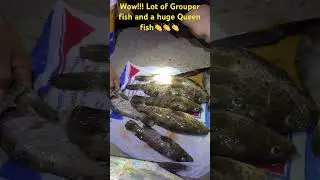 Catch and clean. Lot of Grouper fish & Huge Queenfish #fishing #gonefishing #shorts