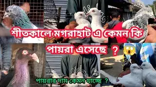 শীতকালে মগরাহাট এ কেমন কি পায়রা এসেছে ? পায়রার দাম কেমন যাচ্ছে 😱 , Soumen pet valogs 2026