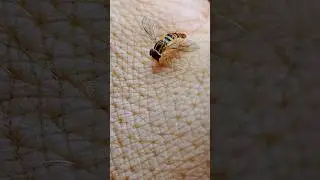Toxomerus Politus 🐝#moscadelmaiz