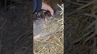 One More rabbit 😀#rabbit #comedyfilms #rabbitbreeds #funny