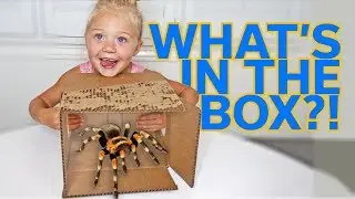 EXTREME WHAT'S IN THE BOX CHALLENGE!!!
