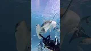 Great Hammerhead Shark goes full send!! #hammerheadshark