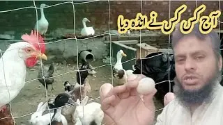 Male and female ducks | quail birds pair | rabbits halal zoo