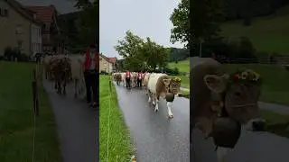 Viehschau Gais - Auffuhr 2023 | Swiss Cattle Show 🇨🇭🐄 😎