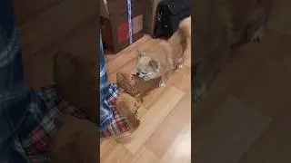 Изя и тапочки 🤣 #shorts #чихуахуа #pets #funny #ржака #чіхуахуа
