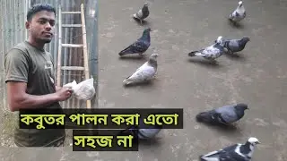 কবুতর পালন করা এতো সহজ না #pigeonlaver #foryou 