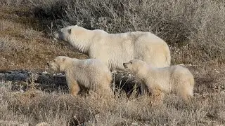Polar Bears (2025)