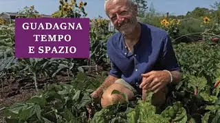 Consociazione di ortaggi: combina verdure per risparmiare spazio