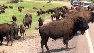 Custer State Park Animal Loop With Buffalo