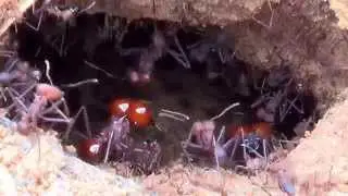 Leafcutting Ants, Anthill (Atta), Formiga sa&uacute;va, Anthill agitated after heavy rain, 
