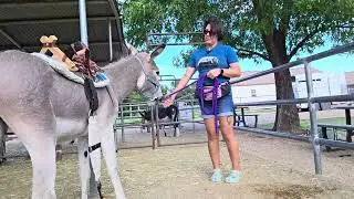 Continuing to work with Navi with the pack saddle #donkey #donkeytraining #packing 