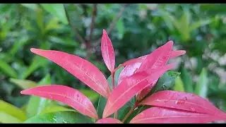 how to propagate Syzygium plant from cutting🌿🌿#garden #plants #youtube #youtubeshorts
