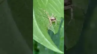 Running Crab Spider￼ - Master of poses