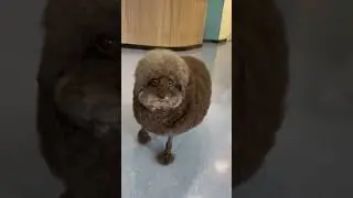 Stylish dog!