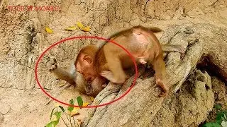 Wow baby Axel fight with monkey in Amari troop, Axel can join with this troop