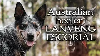 AUSTRALIAN HEELER | LANVENG ESCORIAL