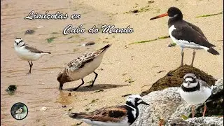 Aves limícolas en la Praia do Cabo do Mundo.