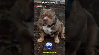 BOY,S DOG VS GIRLS DOG 💓🖤 #ytshorts #pitbull #trending #editing #cutedog #ytyoutube #animals #yt