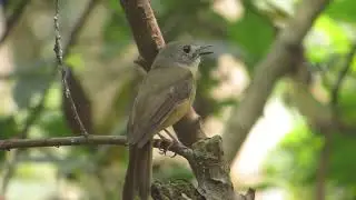 Captivating Vocalizations of the Grey-Chested Jungle Flycatcher (Cyornis umbratilis)