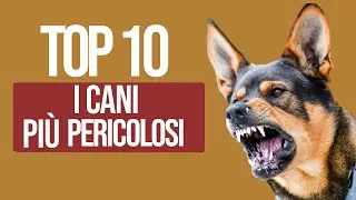 TOP 10 Cani Più Pericolosi Del Mondo
