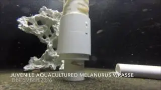 Melanurus Wrasse TAL