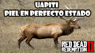 Como cazar un UAPITI con la PIEL en PERFECTO ESTADO en Red Dead Redemption 2✔