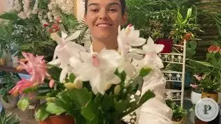 Rhipsalis y Ardisia - Curiosidades y Cuidados