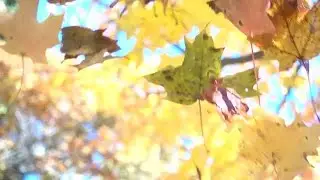 Colorful Leaves Falling Stock Video