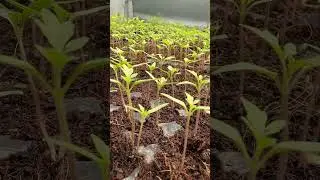 thakkali propagation /thakkali /thakkali #tomato