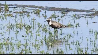American Golden Plover in the Netherlands - Amerikaanse Goudplevier - 2024