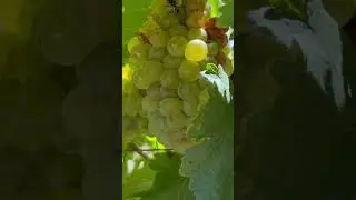 #grape #wine #viralvideo #shorts #southafrica #capetown #travel #viralshorts #trending #nature #yt