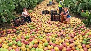 How Millions of Tons of Prickly Cactus Are Harvested and Processed &ndash; Incredible Cactus Farming