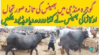 Today gojra Mandi.Buffalo rate update neeli Ravi buffalo.28.1.2026