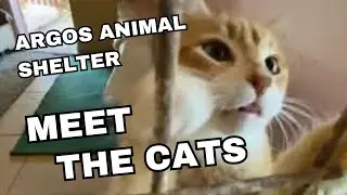 Argos Animal Sanctuary Part 2 - Meet The Cats