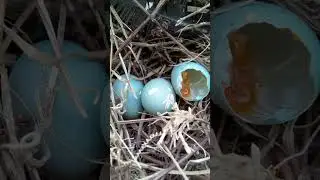Sparrow Eggs Broken | Sparrow Eggs and Nest | Sparrow Eggs #shorts #viral #shortvideo